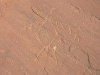 Bird Petroglyph